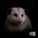 Coats for Cubs Opossum.