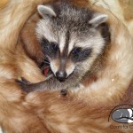 Raccoon in donated Coats for Cubs fur.